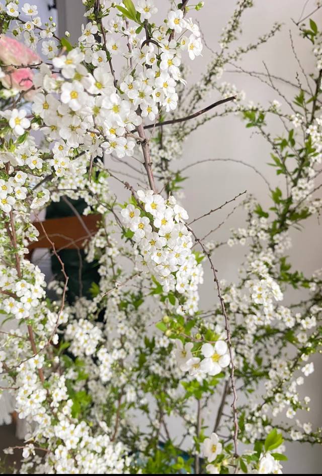 雪柳干枝骗局
